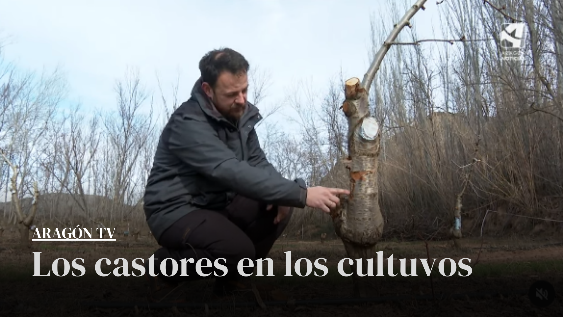 Una foto de Raul, agricultor, señalando una mordida de castor en un árbol