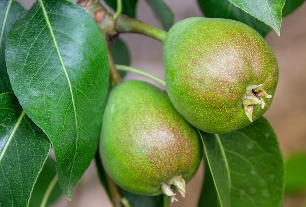 pear, fruit, fruit tree, food, meal, healthy, leaves, green, fresh, grow, growth, nature, garden, bio, plant, pear, pear, pear, pear, pear