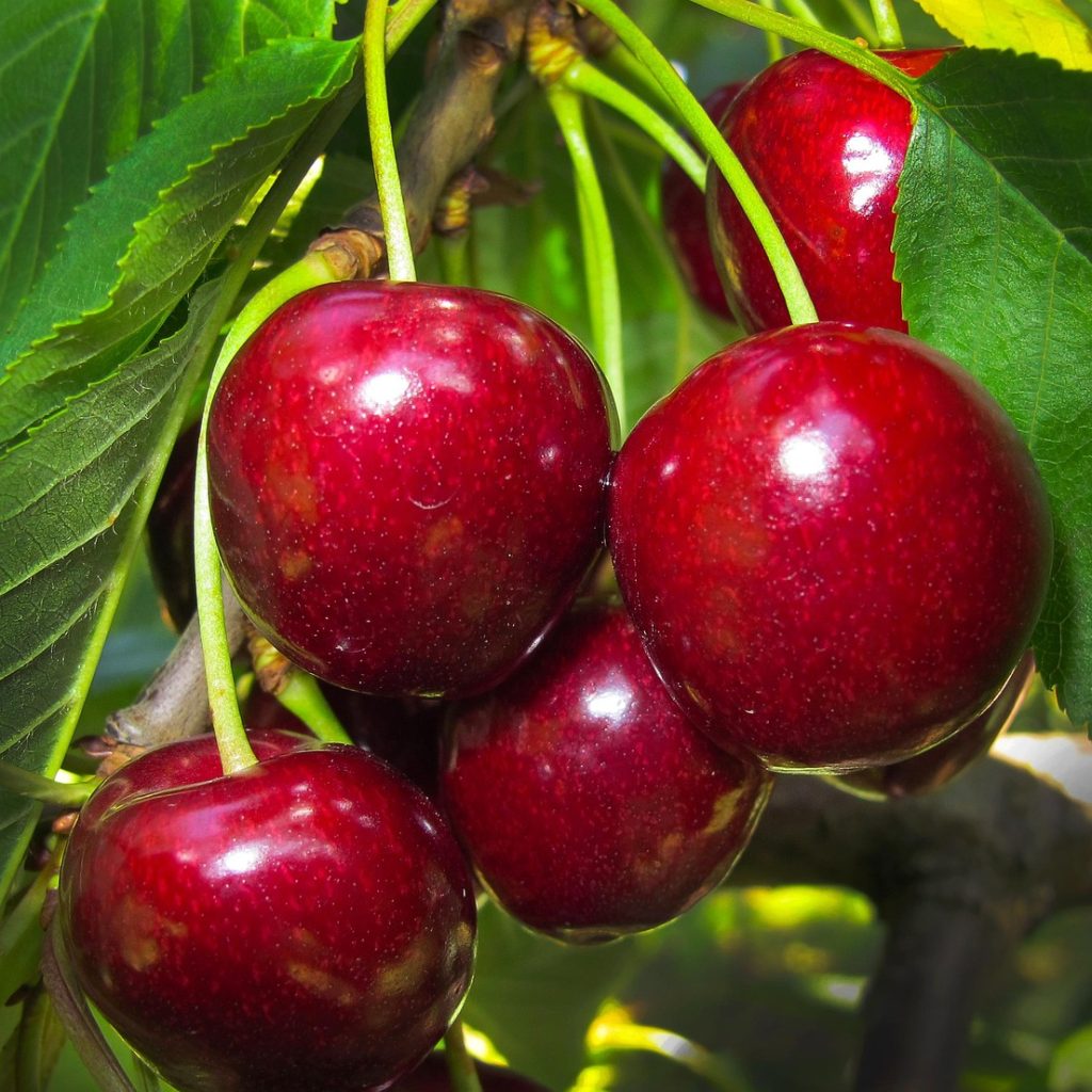 cherry, cherries, sweet cherry, cherry tree, fruit, stone fruit, red, cute, cherry, cherry, cherry, cherry, cherries, cherries, cherry tree, cherry tree, cherry tree, cherry tree, cherry tree