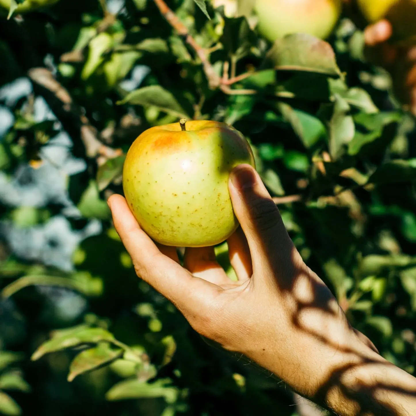 Una mano cogiendo una manzana del árbol