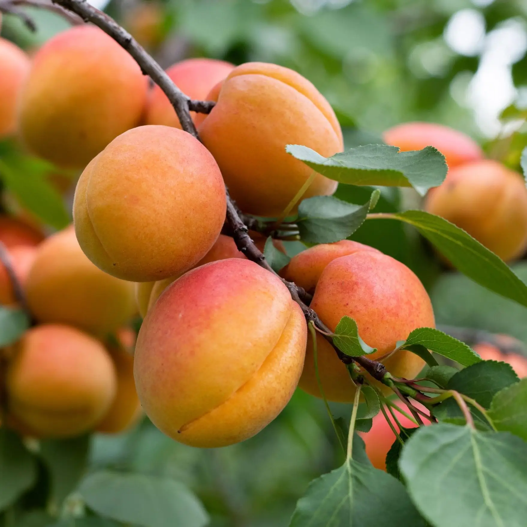Una foto de albaricoques en un árbol