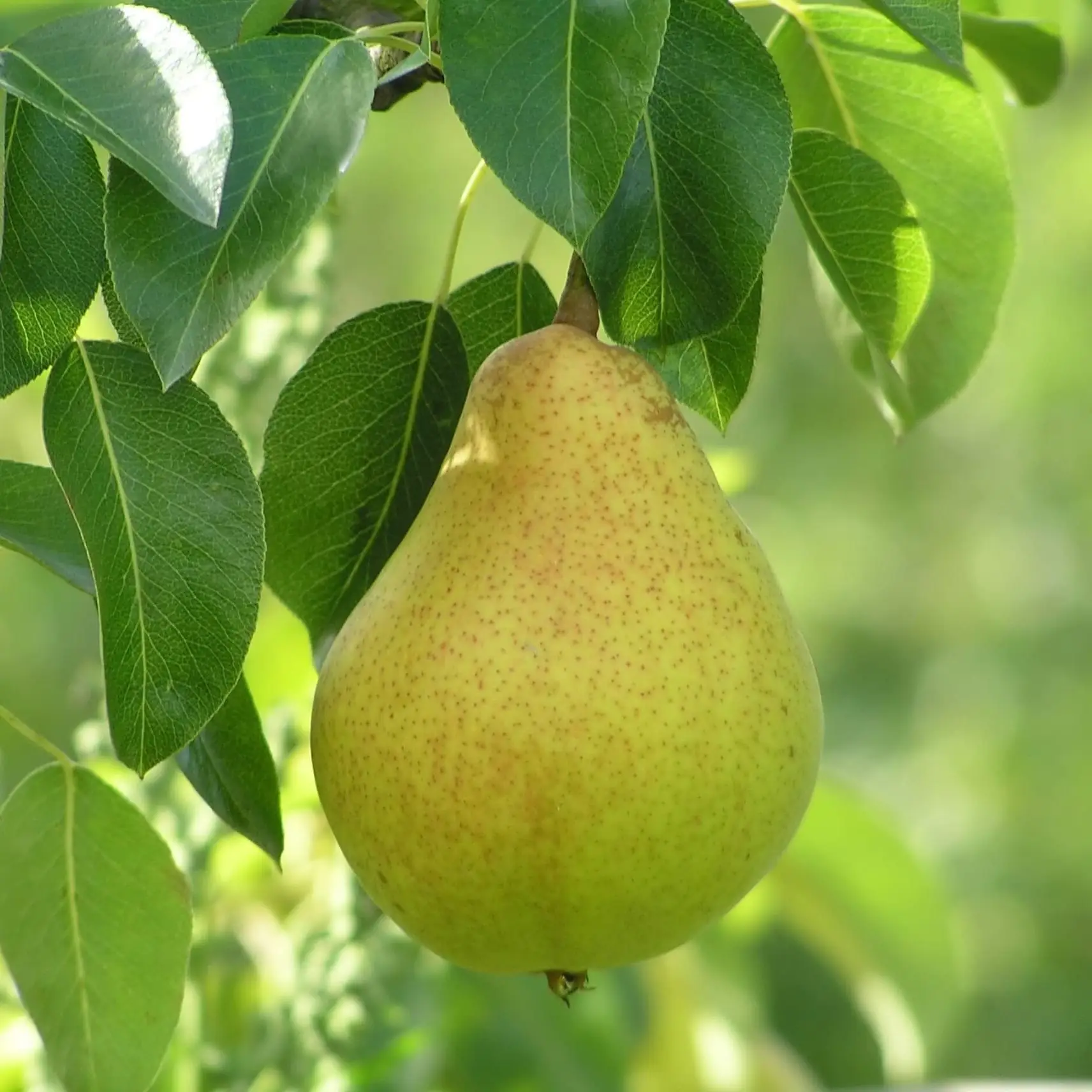 Una foto de una pera en un árbol