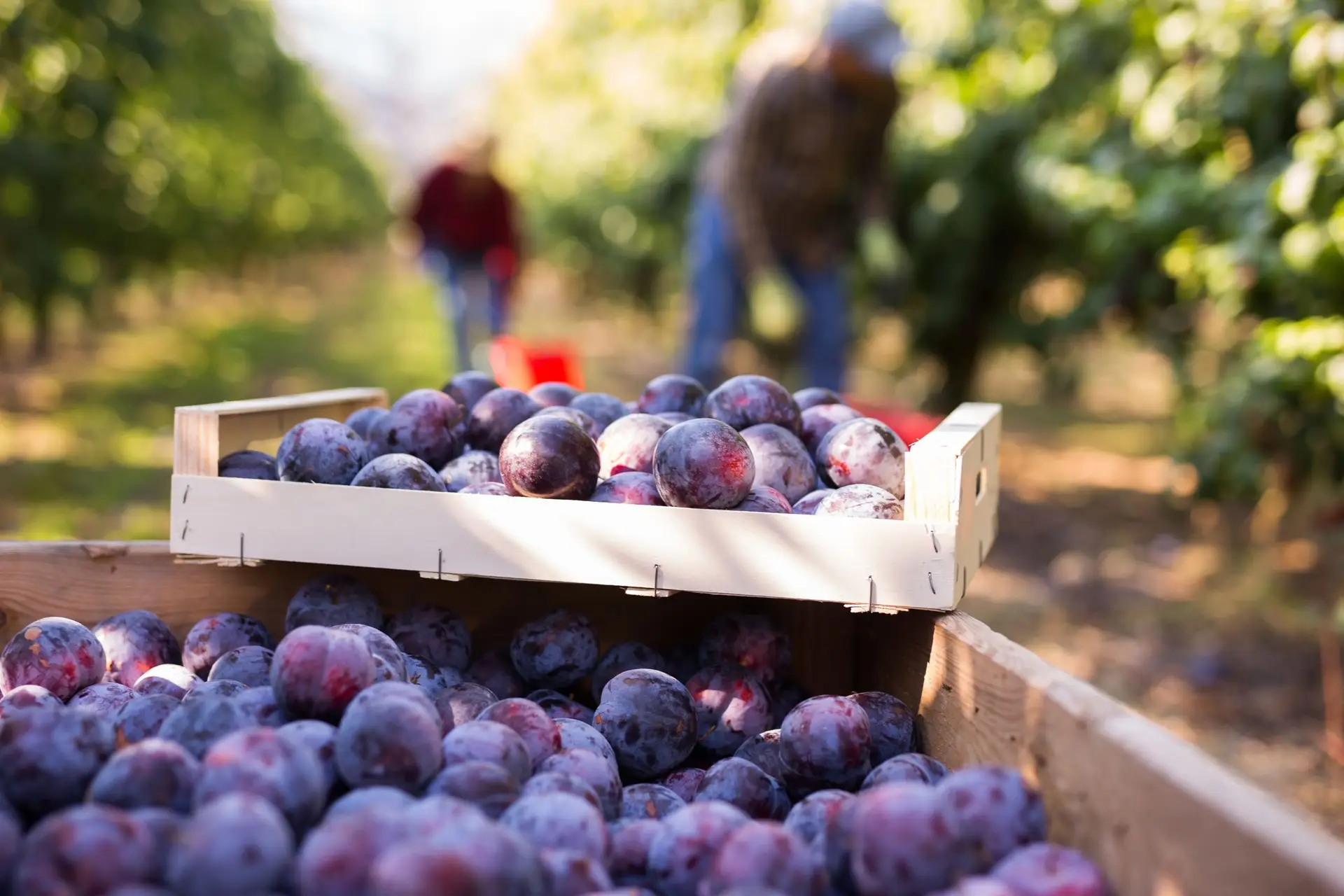 Una foto de unas ciruelas en una caja, al fondo agricultores